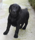 Cachorros de Labrador con pedigree - mejor precio | unprecio.es