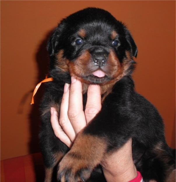 Cachorros de Rottweiler linea aleman