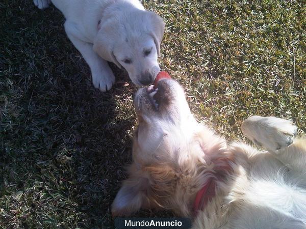 CACHORROS LABRADOR/GOLDEN