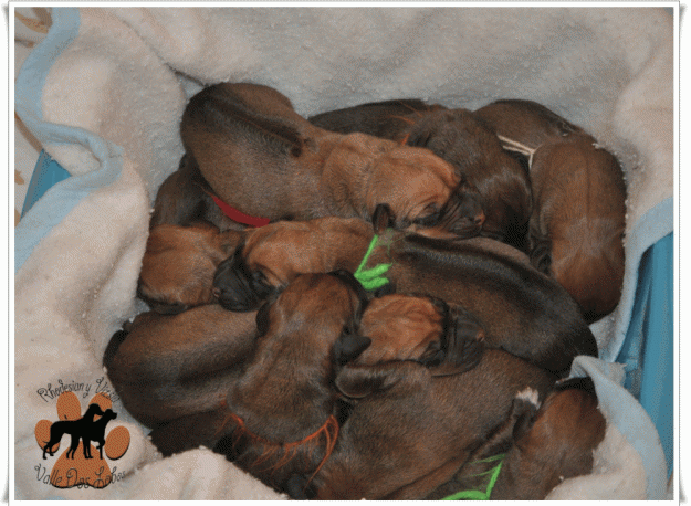 camada de rhodesian ridgeback