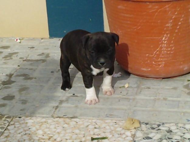 camada staffordshirre bul terrier