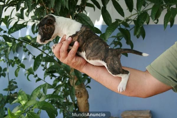 ESTUPENDOS BULLTERRIER CON MUY BUENOS APLOMOS Y MUY COMPACTOS