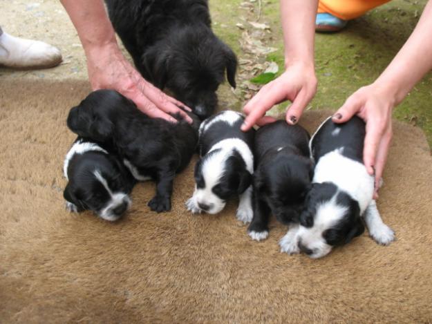 Regalo cachorros