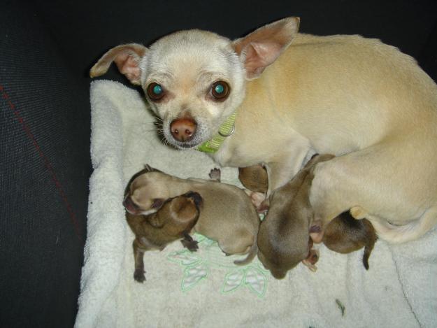 cachorros de chiguagua