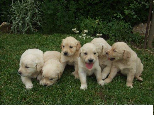 cachorros de golden retriever