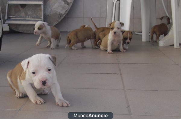 CAMADA DE AMERICAN STAFFORDSHIRE TERRIER  DE CALIDAD DE MUNDOAMSTAFF