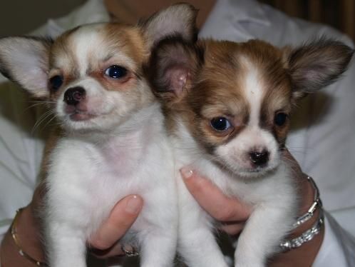 Chihuahua, excelentes cachorros de 2 meses