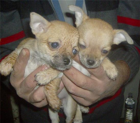 CHIHUAHUA, excelentes de dos meses, canela, negro/fuego