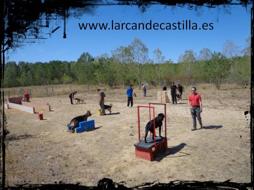 Curso Adiestrador Canino Profesional 2013 - León