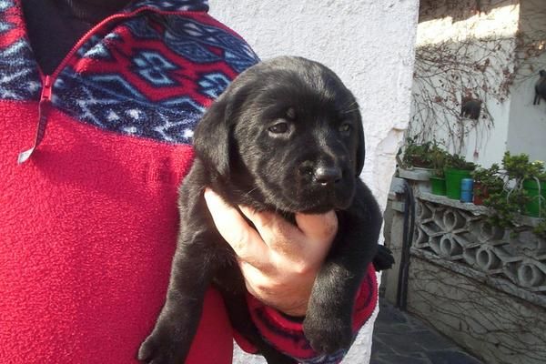 Labrador retriever dorado,chocolate y negro en venta cachorros