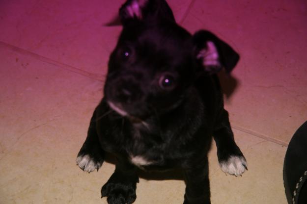 Mini pincher hembra 5 meses