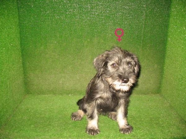 SCHNAUZER TALLA MEDIANA 150