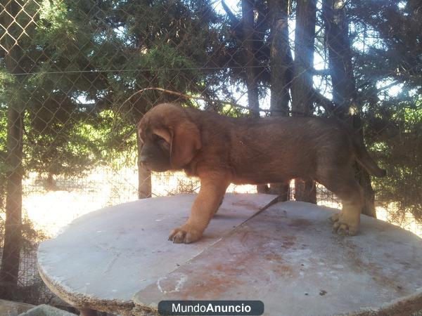 espectaculares cachorros de mastin español