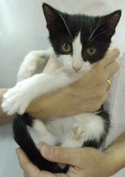 Adopcion de Titania una gata que te espera en Madrid Felina