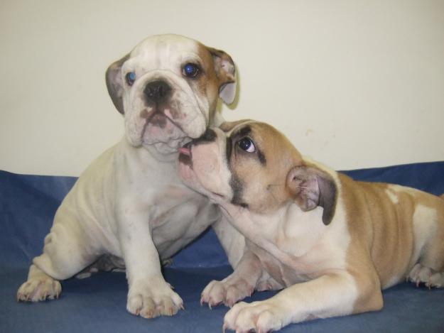 CACHORROS DE BULLDOG INGLES, 950 EUROS