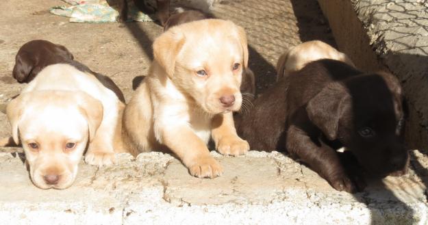 labrador retriever