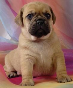 Puggle Excelentes Cachorros  150