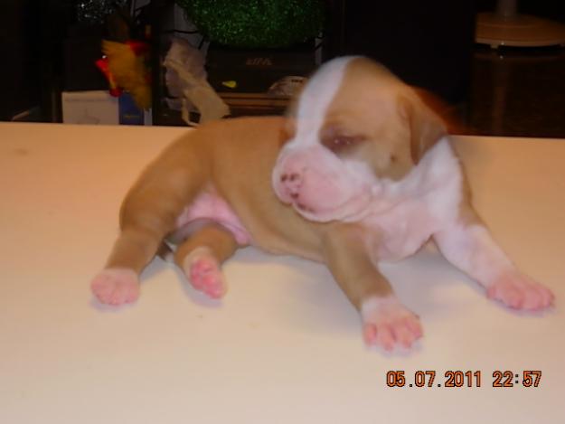 VENDO CACHORROS DE AMERICAN STAFFORDSHIRE TERRIER