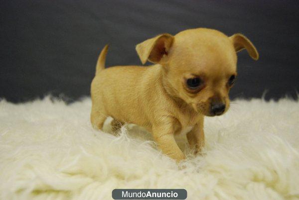 Chihuahuas toy\'¡¡\' excelentes¡