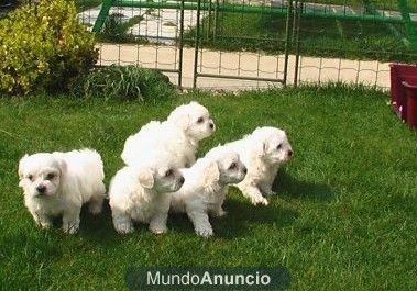 bichon maltes desde 550 en madrid