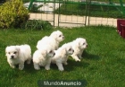 bichon maltes desde 550 en madrid - mejor precio | unprecio.es