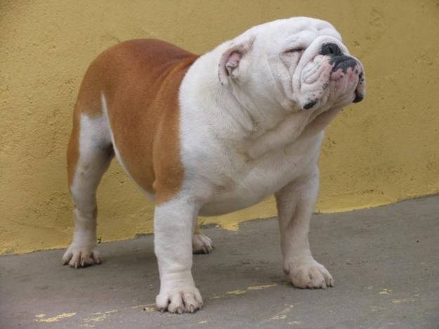 Bulldog Ingles para montas