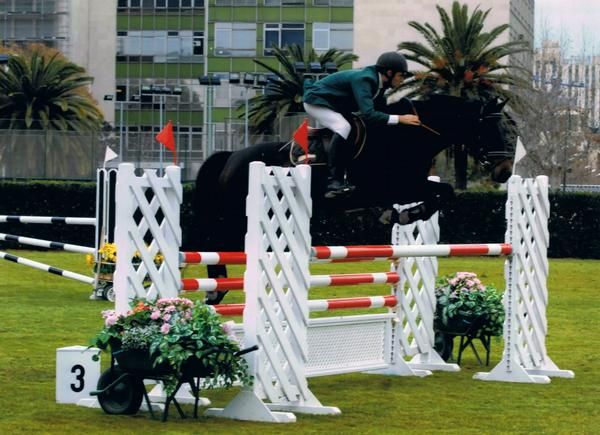 CABALLO DE SALTO MUY TRANQUILO