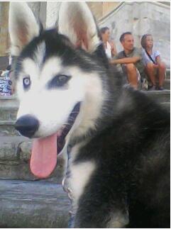 HUSKY BUSCA NOVIA PARA MONTAR