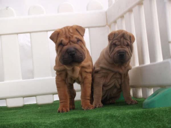 Impresionante camada de Shar-pei ¡control veterinario!