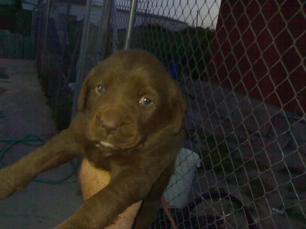 unica HEMBRA DE LABRADOR CHOCOLATE CON PEDIGREE 450 EUROS