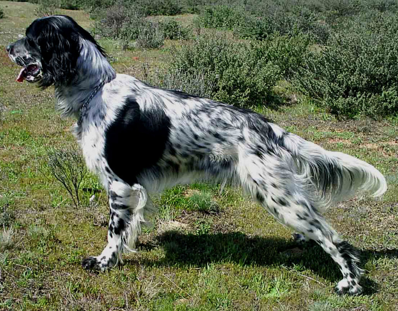 Adopción setter spaniel