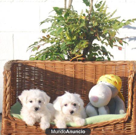 Regalo maltés cachorros