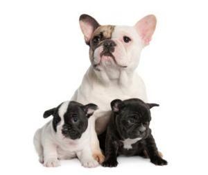 150 euros Bulldog francés cachorros disponibles para su aprobabcion .