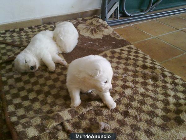 Cachorros de SAMOYEDO