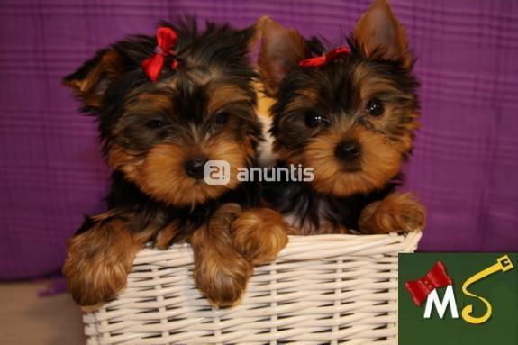 Cachorros de Yorkshire Terrier