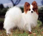 cachorros papillon linda, encantadora y adorable para adopción. - mejor precio | unprecio.es