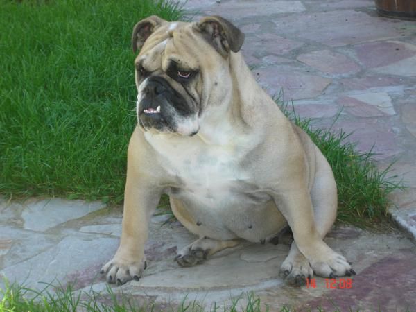 ESCELENTE CACHORROS DE BULLDOG INGLES