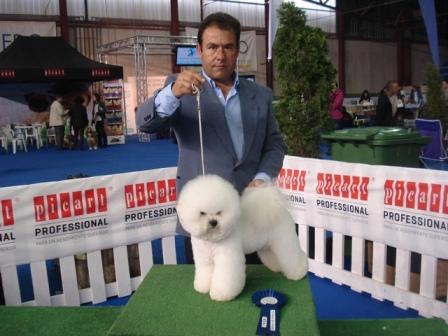 Excelentes cachorros de bichon frise