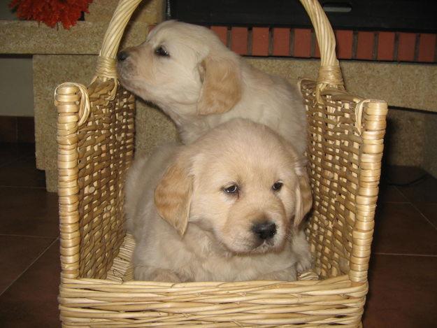 golden retriever - gran oferta ! aprovechala !