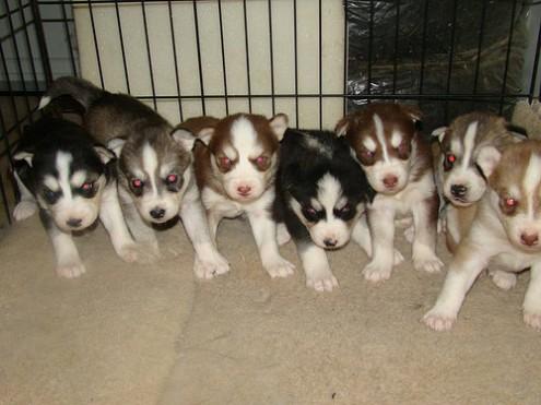 huskies siberianos Bonito