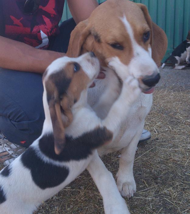 Preciosos beagle tricolor muy baratos