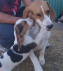 Preciosos beagle tricolor muy baratos - mejor precio | unprecio.es