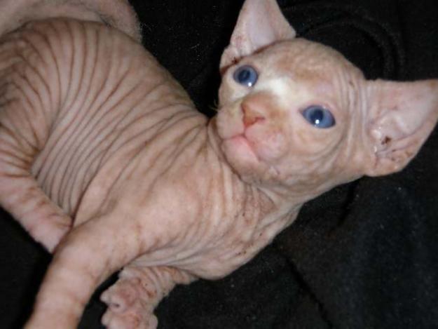 Venta Sphynx