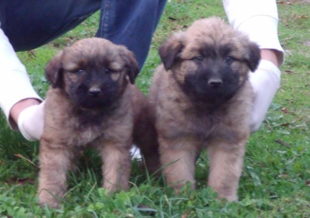 cachorros gos d'atura català