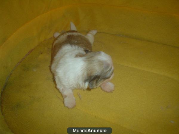 Shih Tzu Navideño