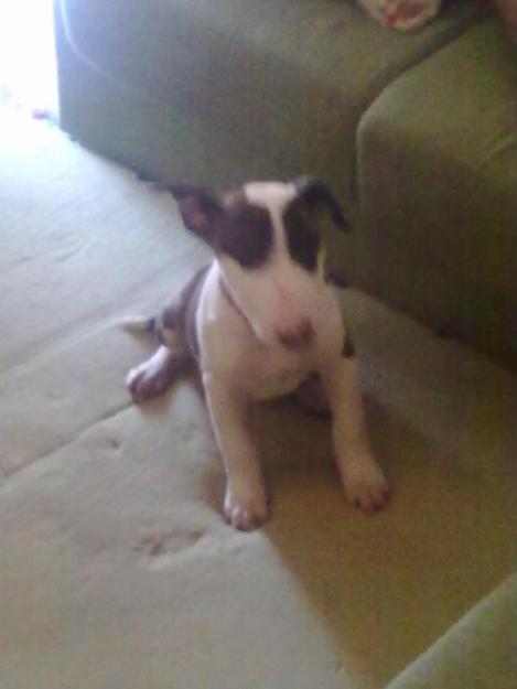 cachorra BULL TERRIER MINI con pedigree 250e