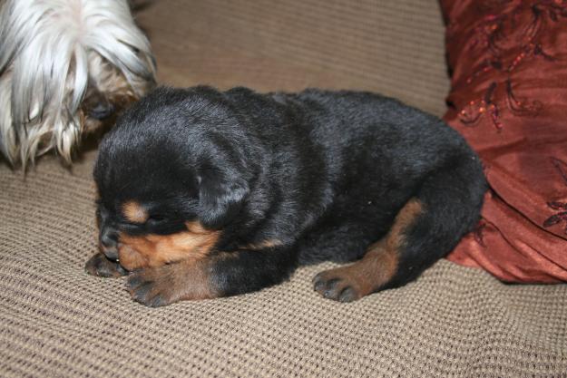 cachorritos rottweiler