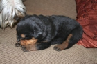 cachorritos rottweiler - mejor precio | unprecio.es