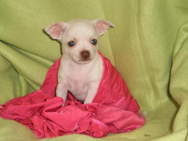 cachorros de chihuahua para regalo