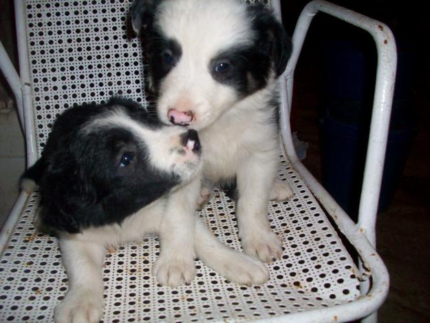 PRECIOSOS BORDER COLLIE